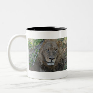 Taza Bicolor León viejo y profundo, Botsuana .JPG