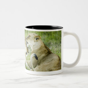 Taza Bicolor León y leona, África 2
