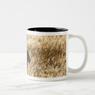 Taza Bicolor Leona (Panthera leo) silueteada en hierba larga