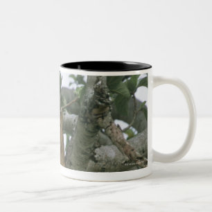 Taza Bicolor Leona que sube del árbol (Panthera leo), reina