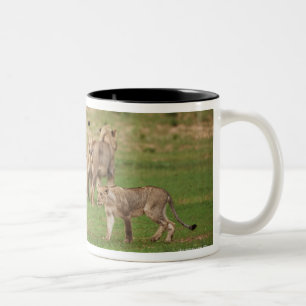 Taza Bicolor leones jovenes que juegan, Panthera leo, Kgalagadi