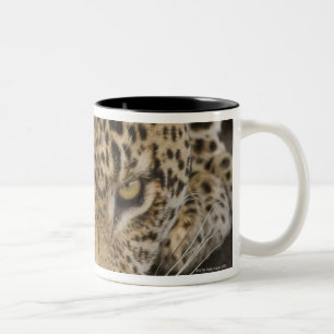 Taza Bicolor Leopardo que bebe, mayor parque nacional de