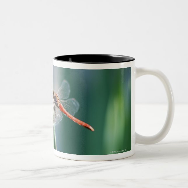 Taza Bicolor Libélula (Derecha)