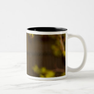 Taza Bicolor Linterna de papel pintada de rojo y árbol, Kyoto,