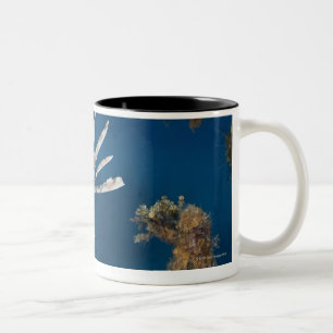 Taza Bicolor Lionfish (volitans del Pterois) que nada encima