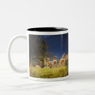 Taza Bicolor Llamas bebés en un campo
