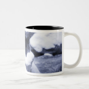 Taza Bicolor Lobo