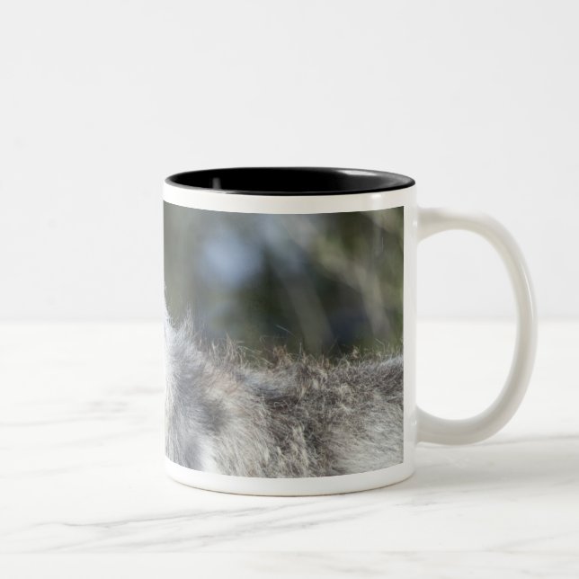 Taza Bicolor Lobo en Yellowstone (Derecha)