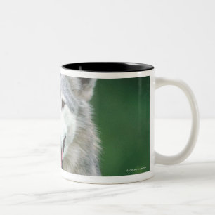 Taza Bicolor Lobo gris 2