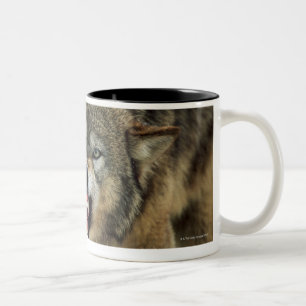 Taza Bicolor Lobo gris del gruñido