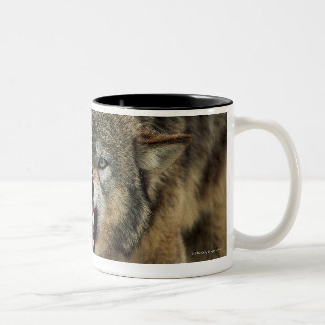 Taza Bicolor Lobo gris del gruñido (Derecha)