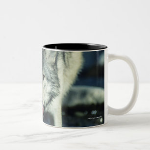 Taza Bicolor Lobo gris en la consumición del otoño