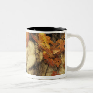 Taza Bicolor Lobo (lupus de Canis), headshot, con color del