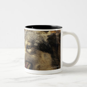Taza Bicolor Lobo (lupus de Canis) que gruñe, headshot, con
