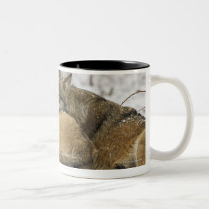 Taza Bicolor Lobos en la madera de Bawarian