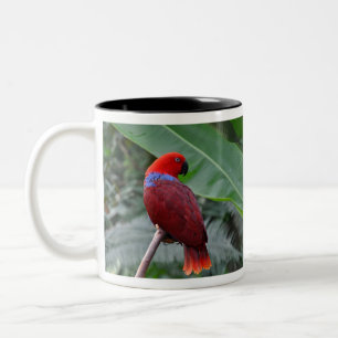 Taza Bicolor Loro ecléctico rojo