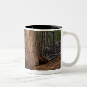 Taza Bicolor Los E.E.U.U., California, árbol de la secoya