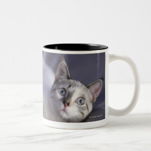 Taza Bicolor Los E.E.U.U., Iowa, retrato del gatito joven 2