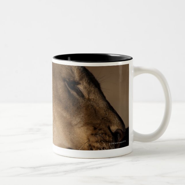 Taza Bicolor Los leones (Panthera leo) emparejan la (Derecha)