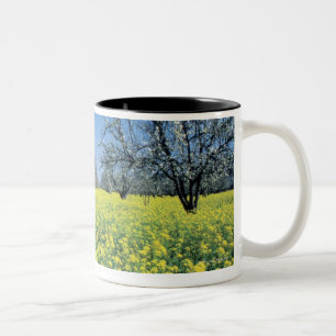 Taza Bicolor Los manzanos En una mostaza colocan, Napa Valley,