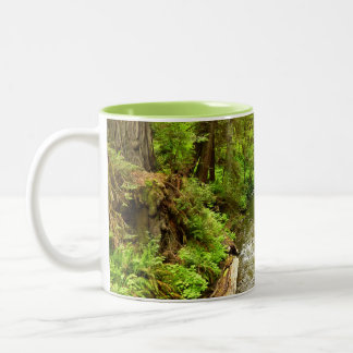 Taza Bicolor Lost Man Creek II en el Parque Nacional Redwood