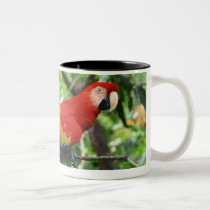 Taza Bicolor Macaw del escarlata en el miembro de árbol