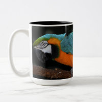 Macaw hermoso del azul y del oro