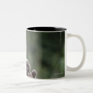 Taza Bicolor Madre del babuino que cuida sus jóvenes