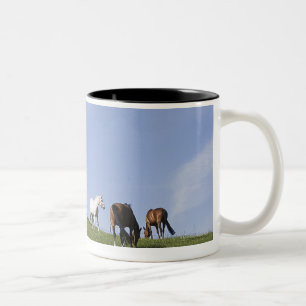 Taza Bicolor manada de caballos en prado