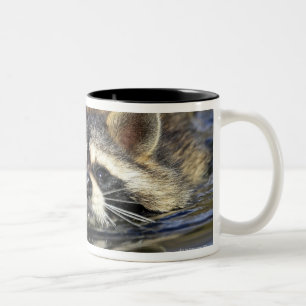 Taza Bicolor Mapache adulto, lotorOrder del Procyon: