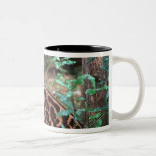 Taza Bicolor Margay, Leopardus wiedi, Nativo de México hasta