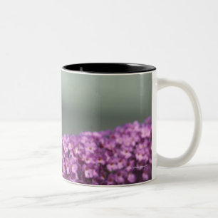 Taza Bicolor Mariposa de pavo real en la flor