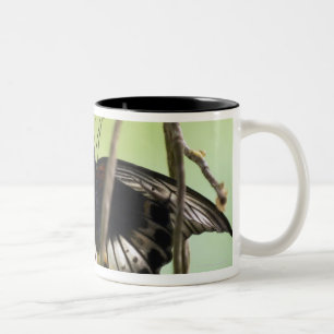 Taza Bicolor Mariposa de Swallowtail del escarlata (Papilio