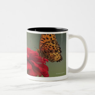 Taza Bicolor Mariposa del Fritillary (hyperbius de Argyreus) en