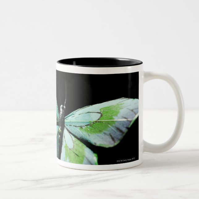 Taza Bicolor Mariposa del vuelo (Derecha)