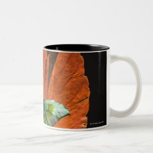 Taza Bicolor Mariposa en la hoja 2