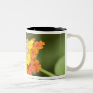Taza Bicolor Mariposa simple en las flores amarillas y rojas