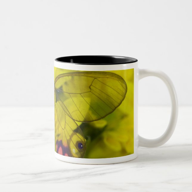 Taza Bicolor Mariposa sobre amarillo (Derecha)
