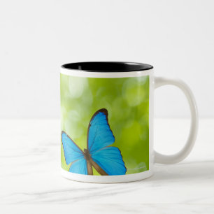 Taza Bicolor Mariposas que vuelan, compuesto de Digitaces