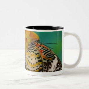 Taza Bicolor Mariposas tropicales del Lacewing del leopardo