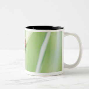 Taza Bicolor Mariquita
