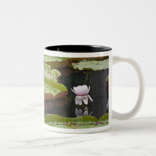 Taza Bicolor Mauricio, Pamplemousses, SSR Botánico