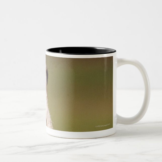 Taza Bicolor meerkat delgado-atado (Derecha)