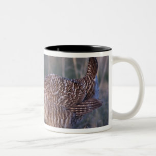 Taza Bicolor Menos Prairie-Chicken, Tympanuchus