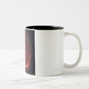 Taza Bicolor Mero de la joya, miniata de Cephalopholis