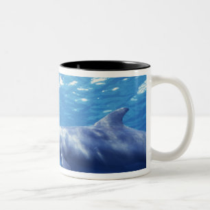 Taza Bicolor México, Cozumel. Delfín mular, Tursiops 3