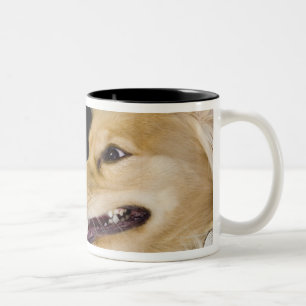 Taza Bicolor mezcla de cocker spaniel en su parte posterior