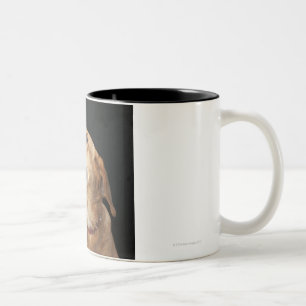 Taza Bicolor Mezcla de oro del laboratorio del beagle que mira