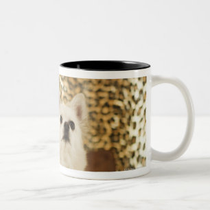 Taza Bicolor Mezcla de Pomeranian