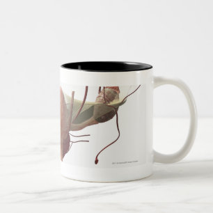 Taza Bicolor modelo 3d del sistema reproductivo femenino